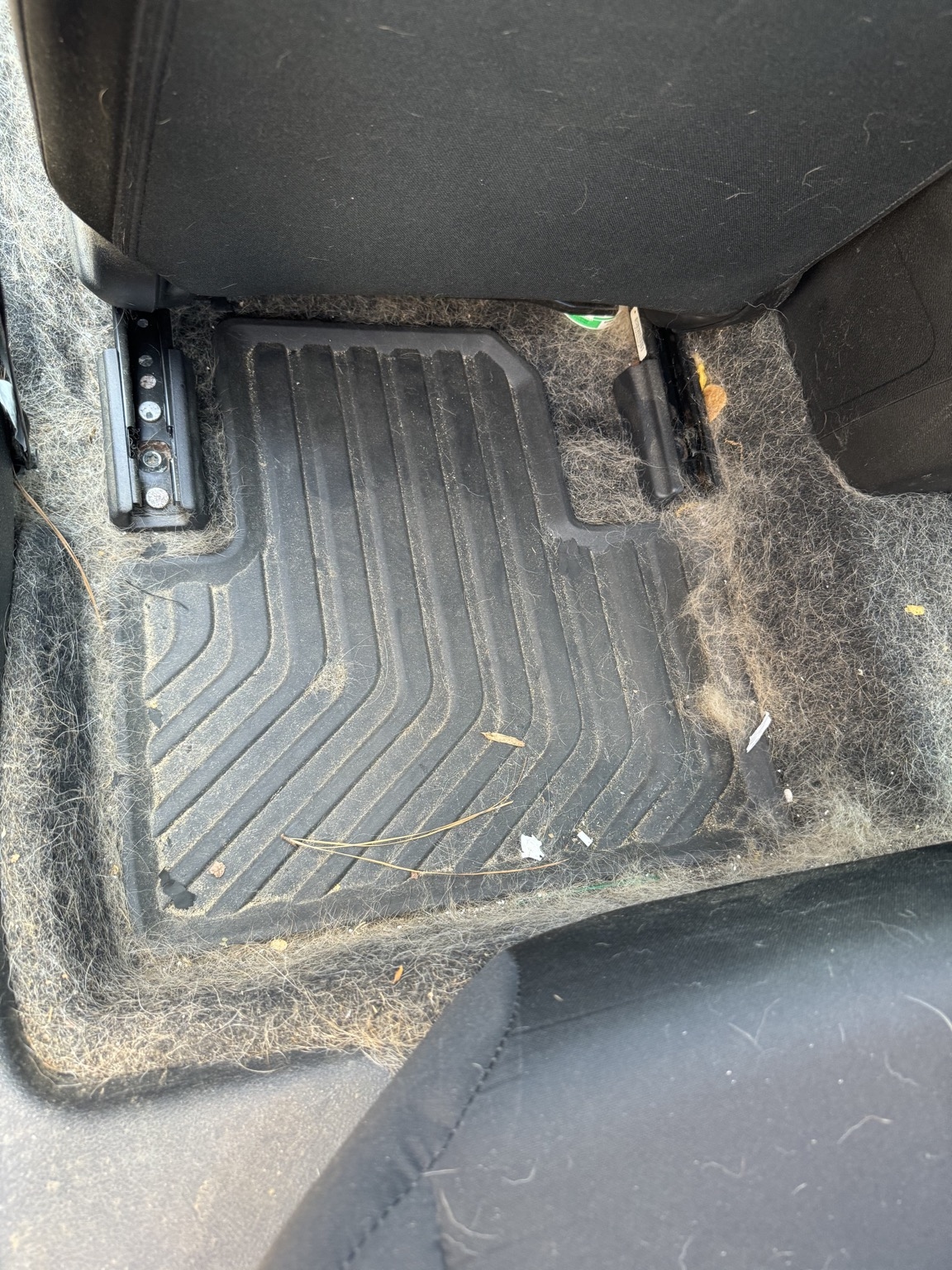 Interior driver carpet before dog hair removal